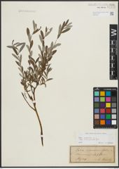 Foto von Salix repens subsp. incubacea (L.) A. Neumann